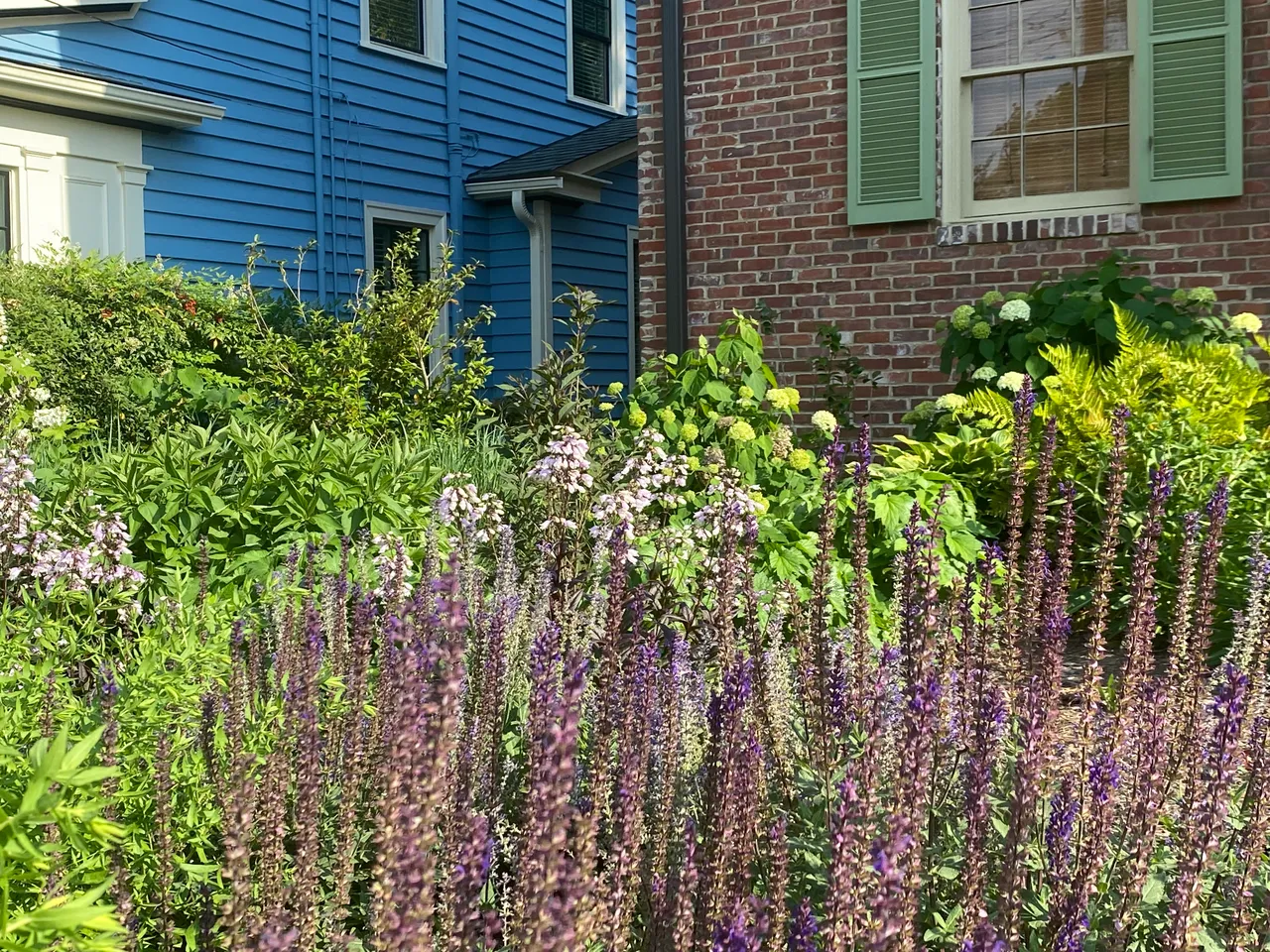 Salvia and hydrangea, side bed detail