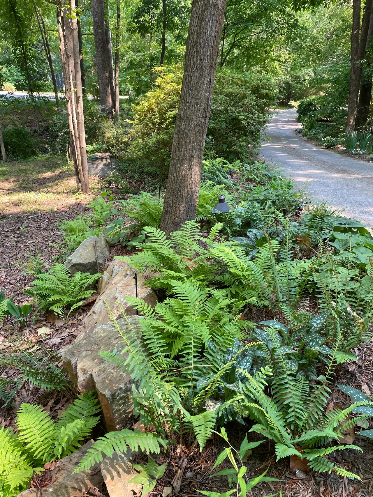 Ferns and a boulder edging the fence along the driveway