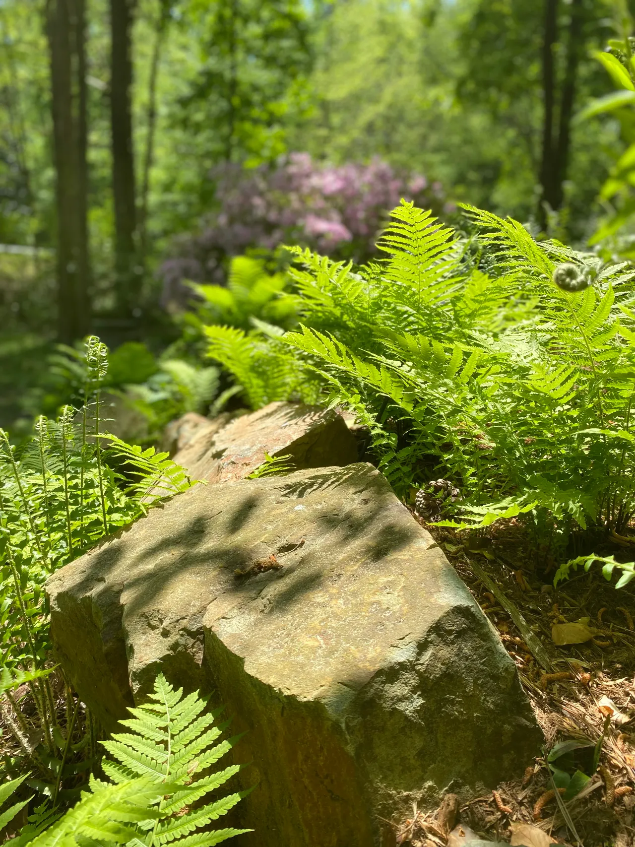 Rhododendron bloom close up with ferns and a boulder