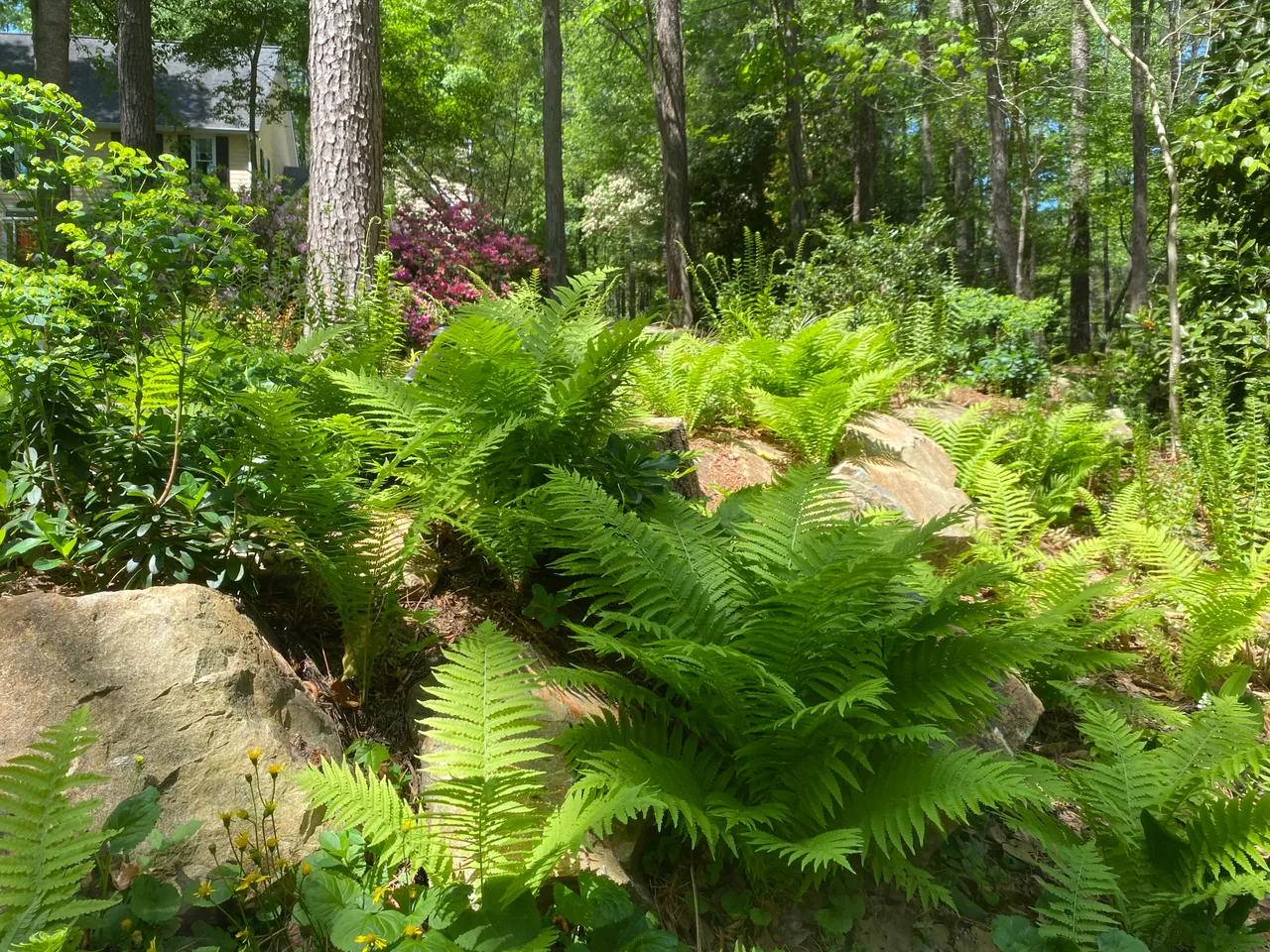 Wide view of the woodland garden with ferns, boulders and rhododendron