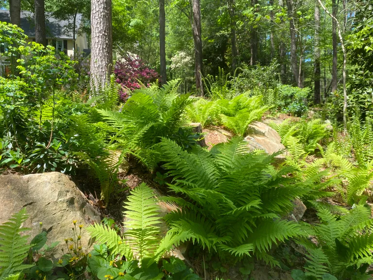 Wide view of the woodland garden with ferns, boulders and rhododendron