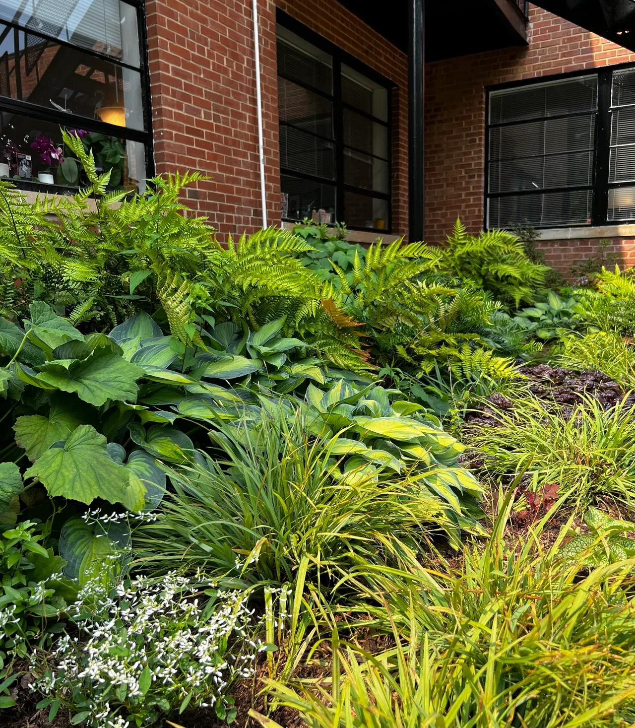 Wide shade bed of hosta, fern and hakonechloa along the brick building