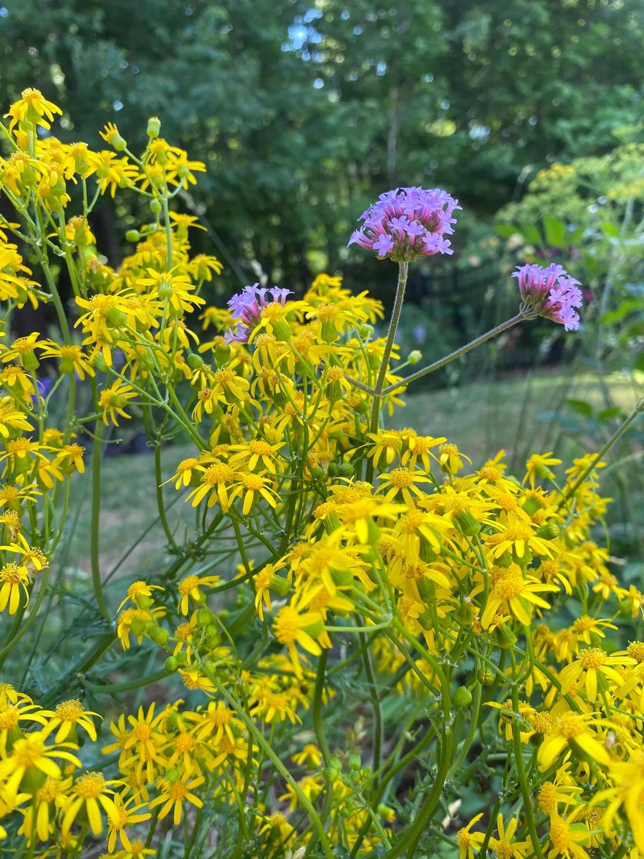 Senecio and verbena close up in the garden bed