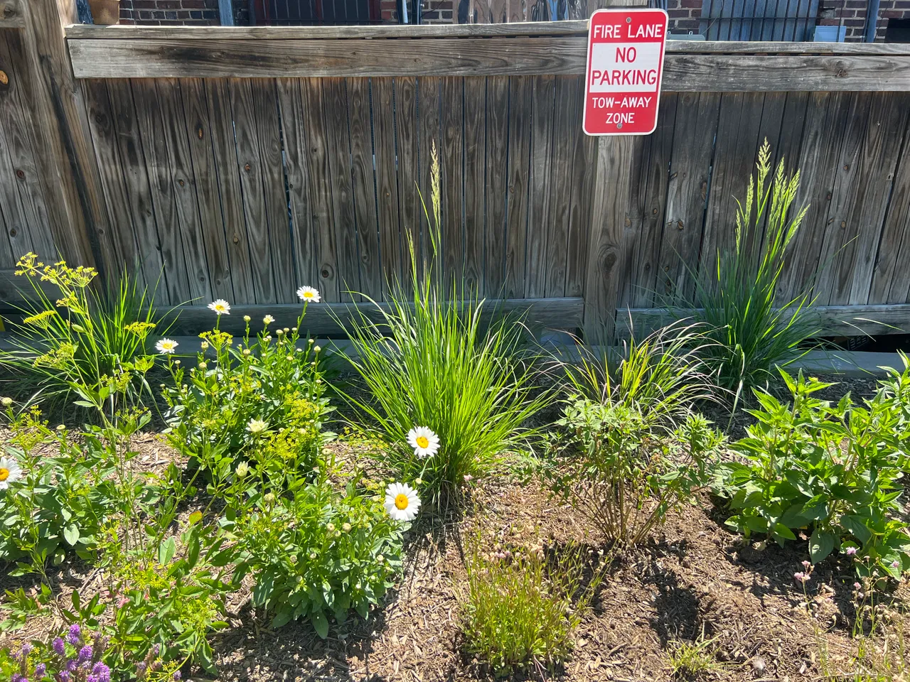 Newly installed fence bed with shasta daisy and ornamental grass