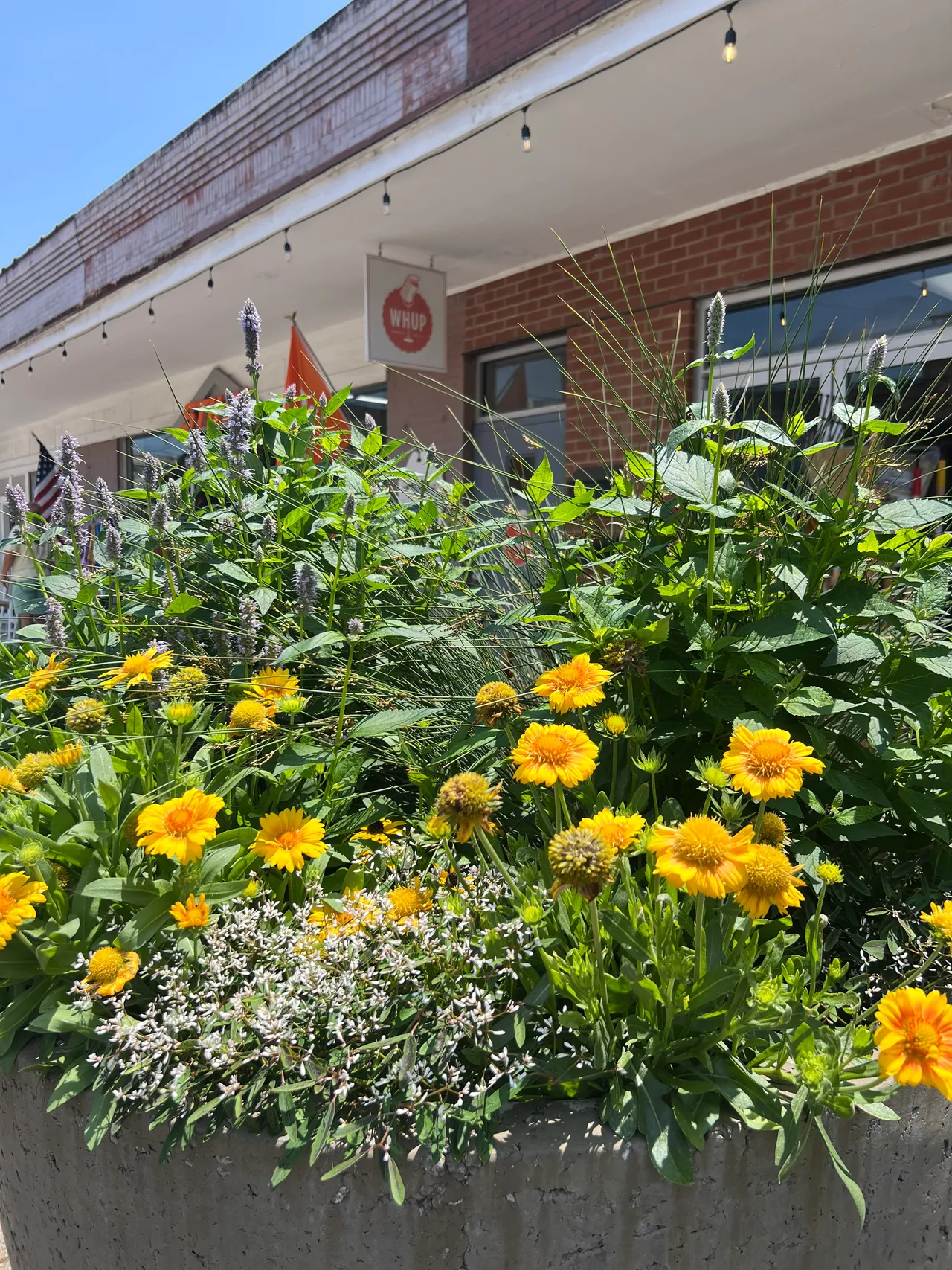 Street planter with gaillardia, agastache and alyssum