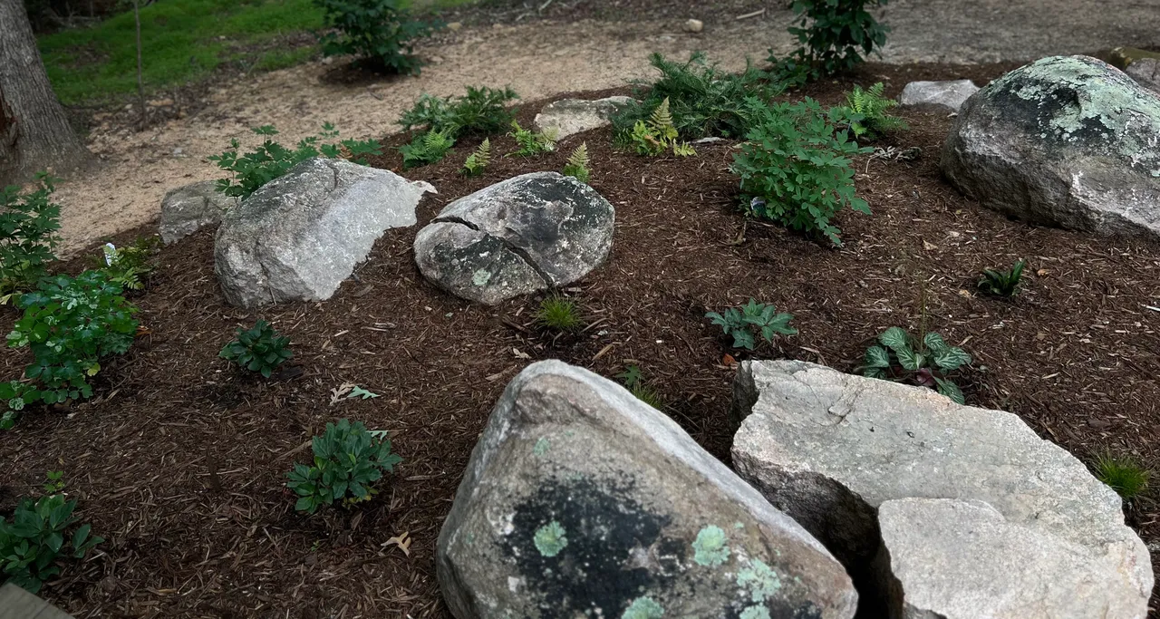 Boulder garden and shade plantings settled in, wide view