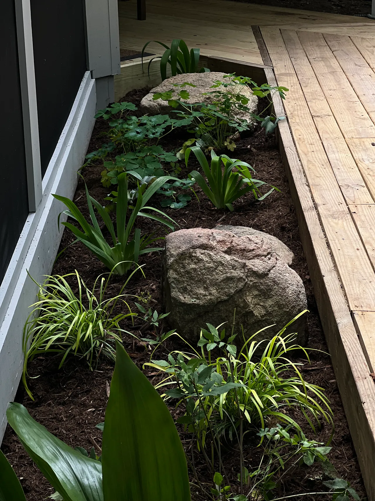 Living wall of spider plant and bromeliads above the boulders