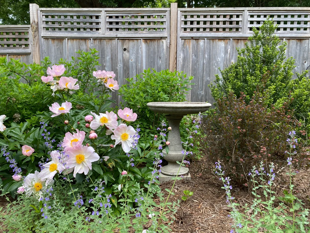 Back garden with peony, birdbath and catmint