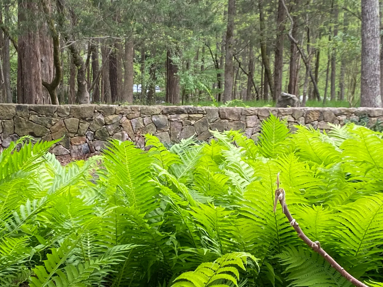 Stone wall and ferns in the woodland, wide view